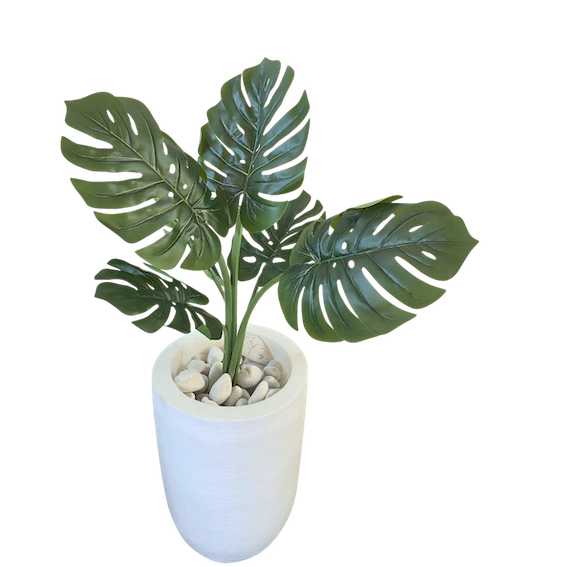 Monstera deliciosa 60cm