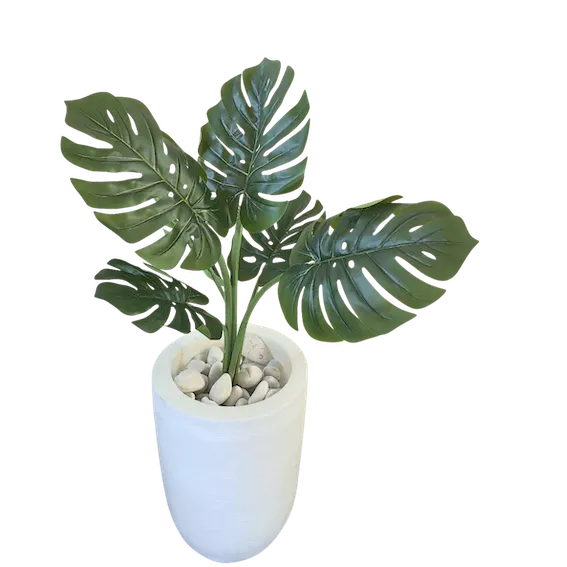 Monstera deliciosa 60cm