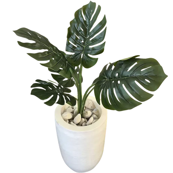 Monstera deliciosa 60cm