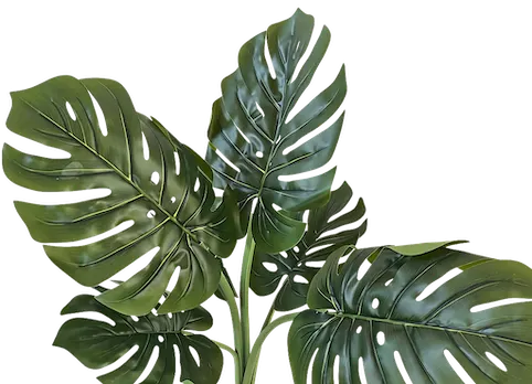 Monstera deliciosa 60cm