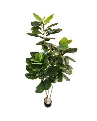 Pandurata 180cm