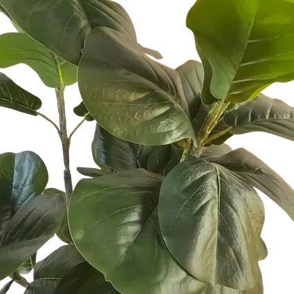 Pandurata 180cm