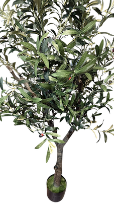 Arbol de olivo con frutos  160cm altura en maceta