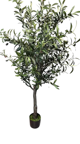 Arbol de olivo con frutos  160cm altura en maceta