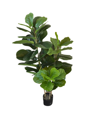 Pandurata 120cm