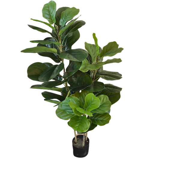 Pandurata 120cm