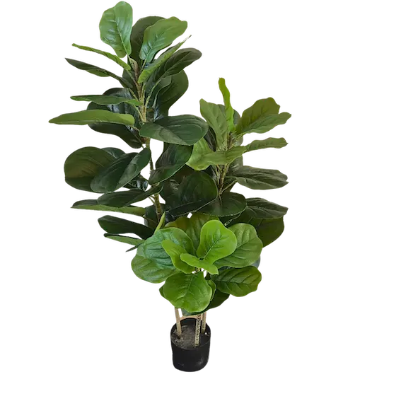 Pandurata 120cm