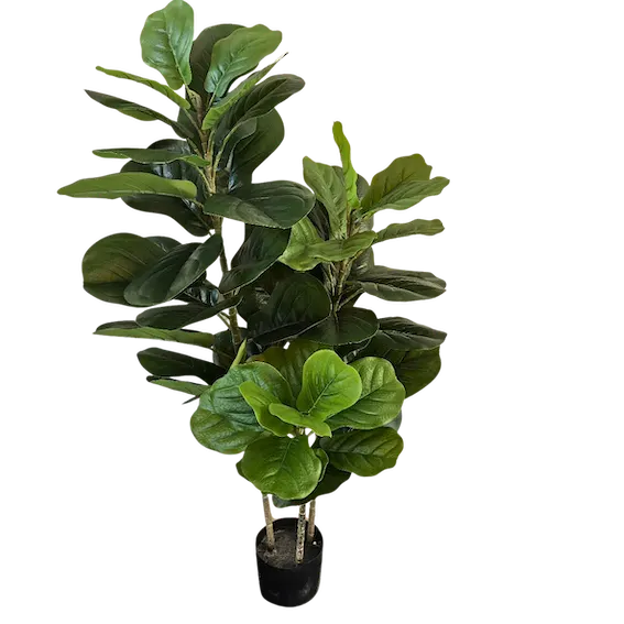 Pandurata 120cm
