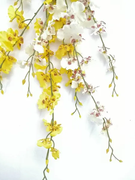 Orquídea Oncidium 85cm largo: amarilla y blanca