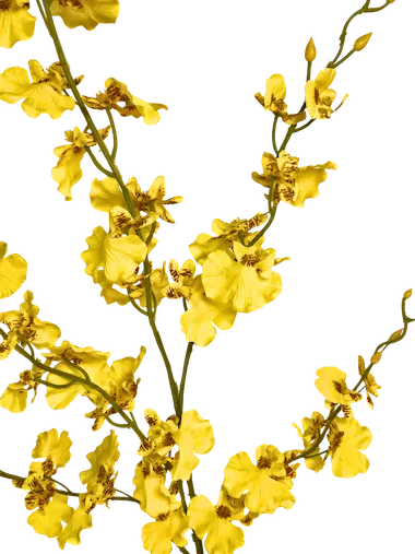 Orquídea Oncidium 85cm largo: amarilla y blanca
