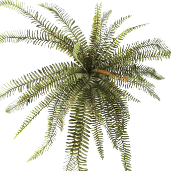 Helecho frondoso 65cm largo