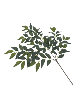 Follaje ficus benjamina por docena