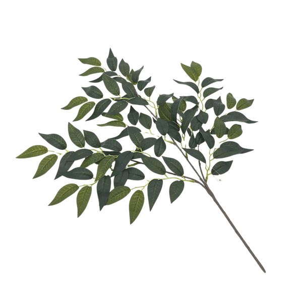 Follaje ficus benjamina por docena