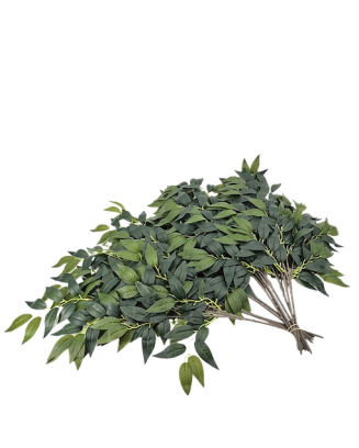 Follaje ficus benjamina por docena