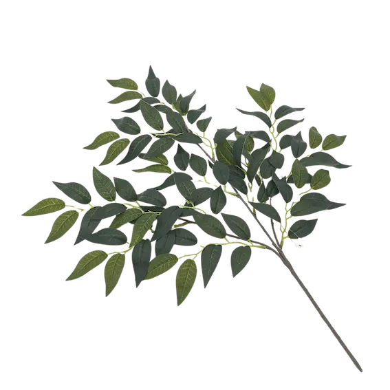 Follaje ficus benjamina por docena