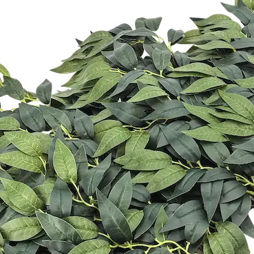 Follaje ficus benjamina por docena