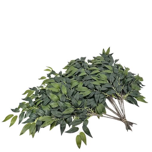 Follaje ficus benjamina por docena