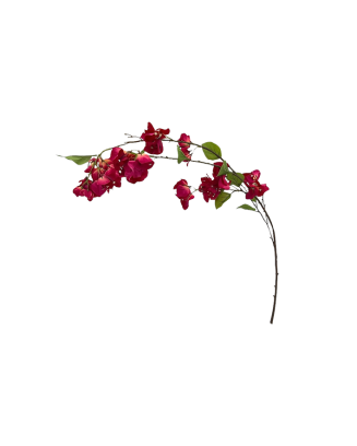 Vara de bugambilia exquisita