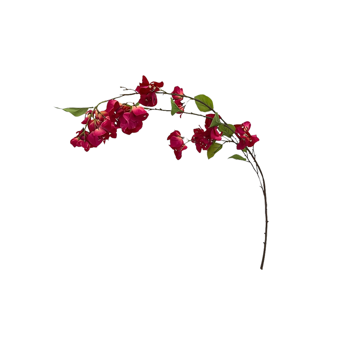 Vara de bugambilia exquisita