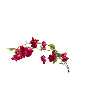 Vara de bugambilia exquisita