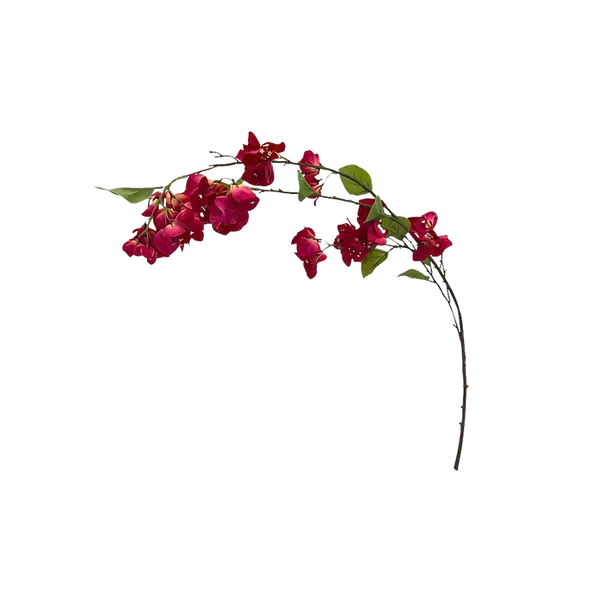 Vara de bugambilia exquisita