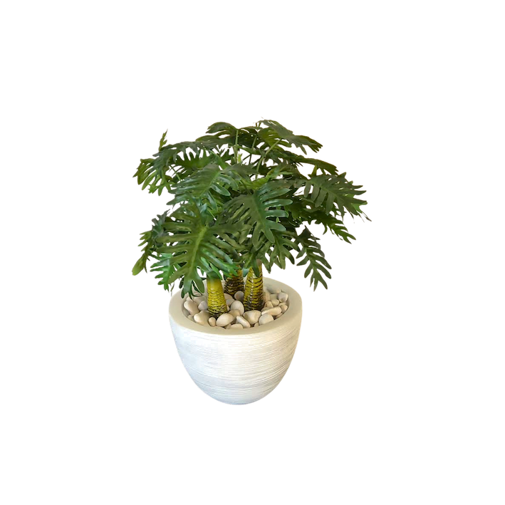 Planta philodendrom tres troncos