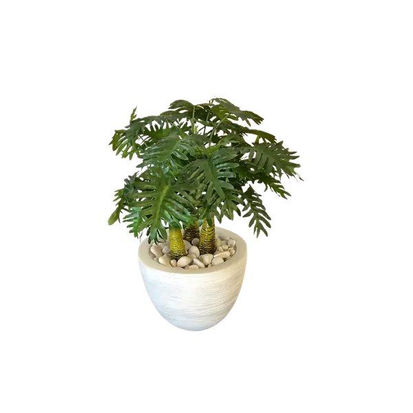 Planta philodendrom tres troncos