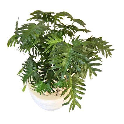Planta philodendrom tres troncos