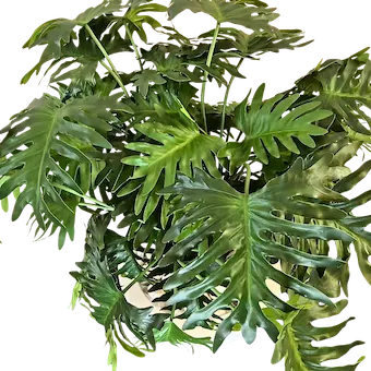 Planta philodendrom tres troncos