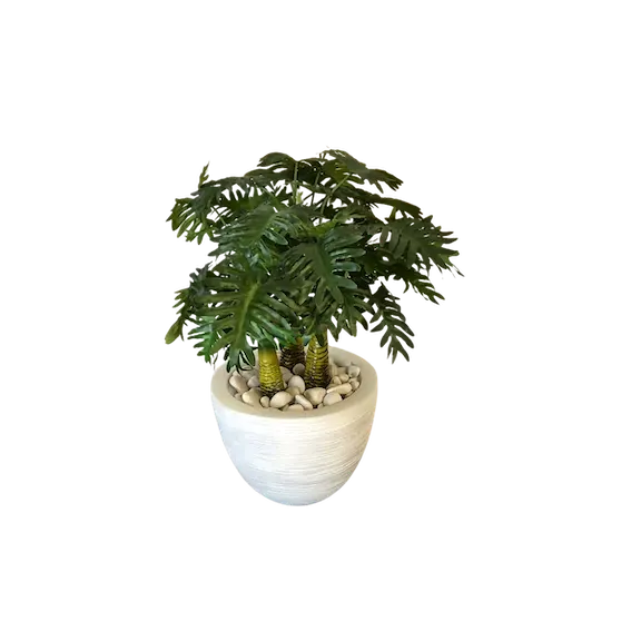Planta philodendrom tres troncos