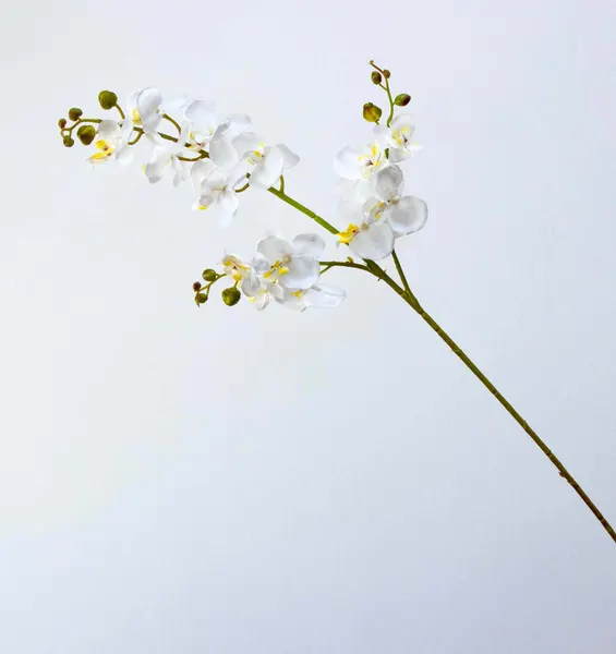 Vara orquídea Niux, dos colores