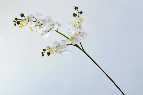 Vara orquídea Niux, dos colores