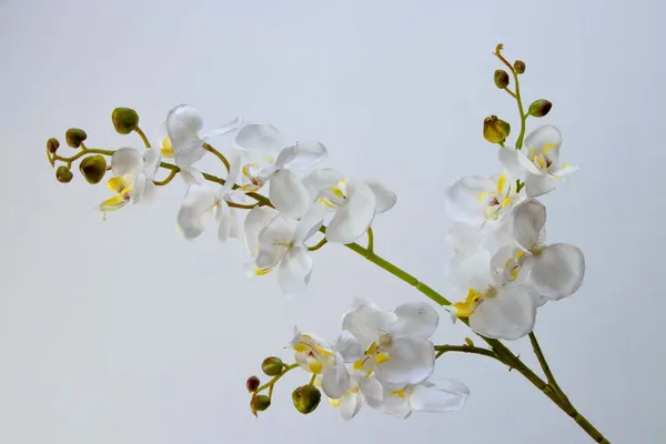 Vara orquídea Niux, dos colores