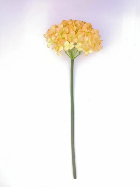 Hortensia Nea 53cm de largo, varios colores