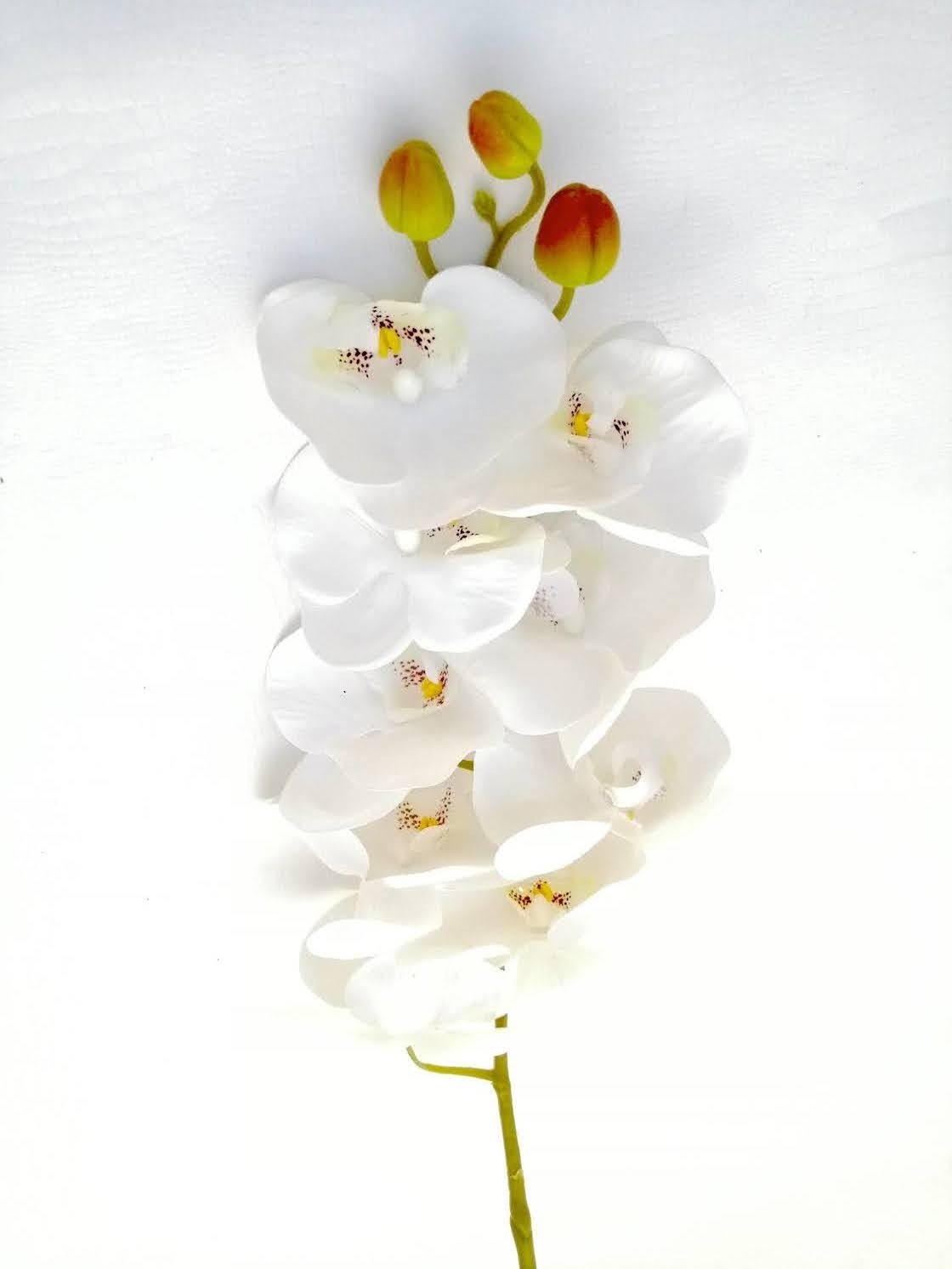 Orquídea phalaenopsis 9 flores 100cm, blanca y morada