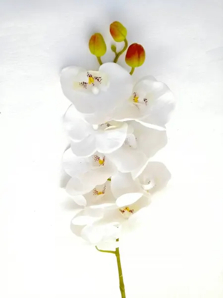 Orquídea phalaenopsis 9 flores 100cm, blanca y morada