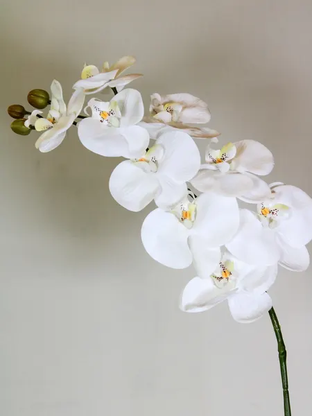 Orquídea phalaenopsis 9 flores 100cm, blanca y morada