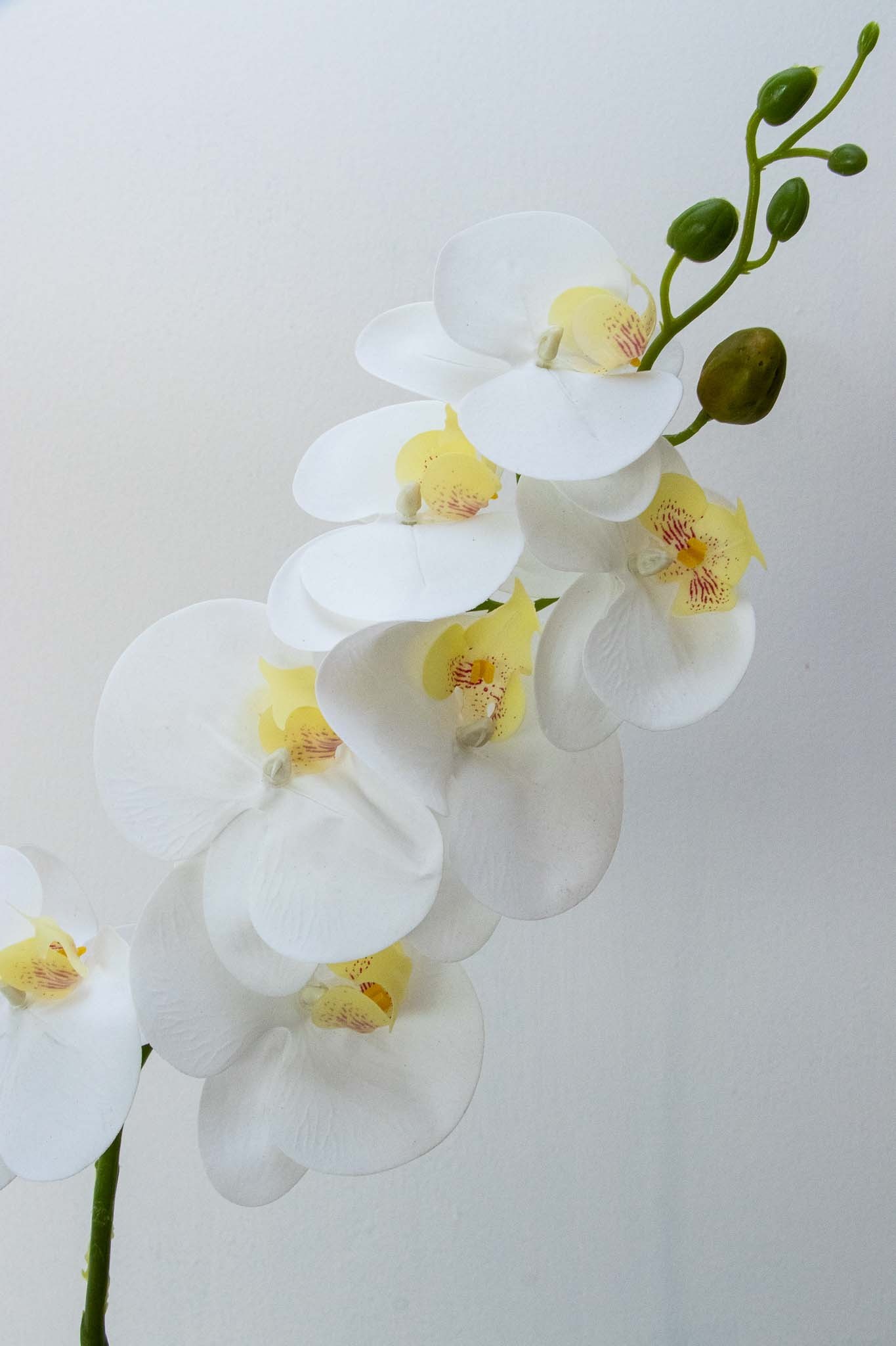 Orquidea phalaenopsis blanca 7 flores 100cm largo.