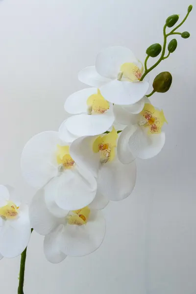 Orquidea phalaenopsis blanca 7 flores 100cm largo.