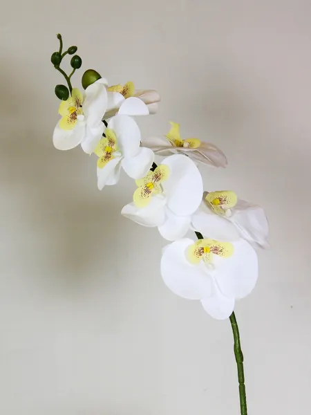 Orquidea phalaenopsis blanca 7 flores 100cm largo.