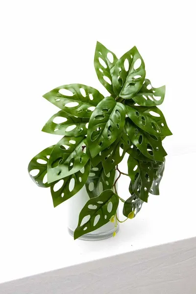 Colgante monstera andasonii 39cm largo