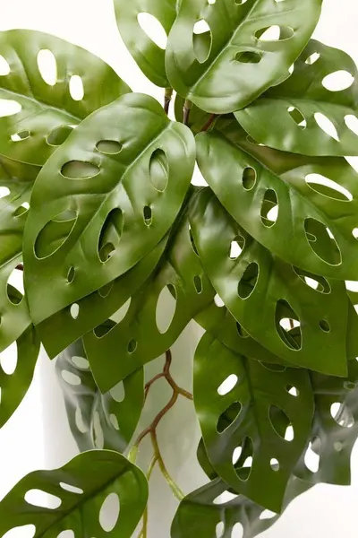 Colgante monstera andasonii 39cm largo