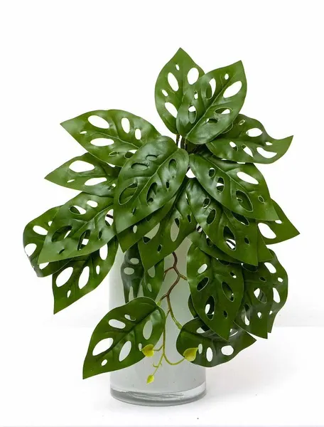 Colgante monstera andasonii 39cm largo