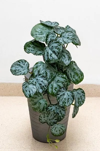 Colgante tradescantia ceniza 50cm de largo