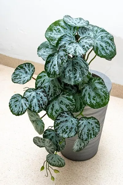 Colgante tradescantia ceniza 50cm de largo