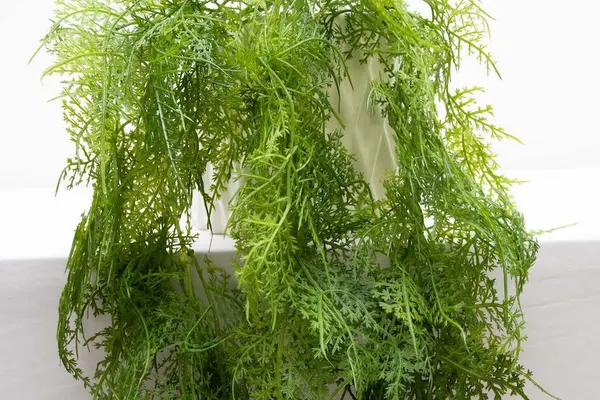 Colgante davalia 90cm