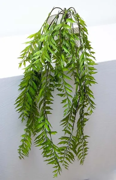 Colgante de helecho 105cm de altura