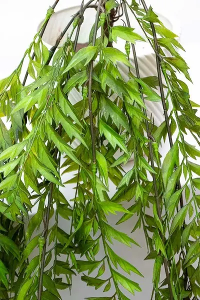 Colgante de helecho 105cm de altura