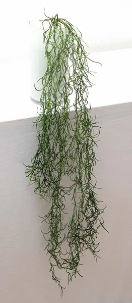 Colgante de zacatillo verde seco 95cm