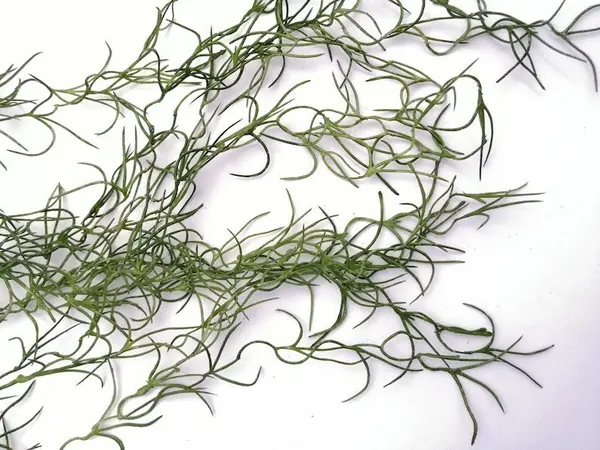 Colgante de zacatillo verde seco 95cm